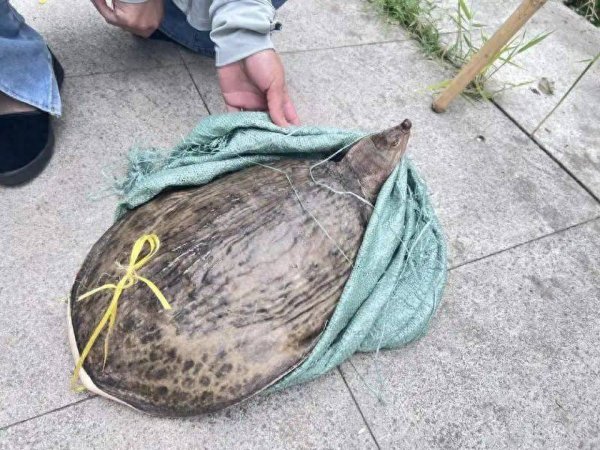 股票配资公司行业门户配资 街头有人挑杆卖鳖，遇见这种“老套路”怎么办？举报！